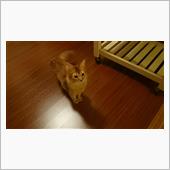 ワイのネッコが、カワイ過ぎる ...