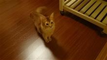 ワイのネッコが、カワイ過ぎるンゴロンゴロwww