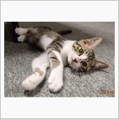キジ白にゃんこ　経過報告しょ ...