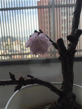 開花しました\(^o^)/ 開花しました\(^o^)/