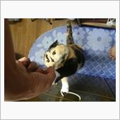 身近のところから情報が(*^ ...
