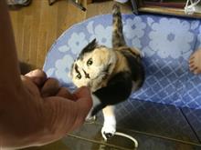 身近のところから情報が(*^▽^*)