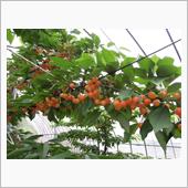 🍒さくらんぼオフ🍒のお知 ...
