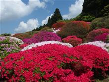 富士山とツツジ♪