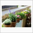 ベランダのお花の手入れ