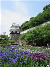 大村公園✾花菖蒲☆彡