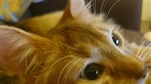 ネコの画像を淡々と上げていく本日のブログ