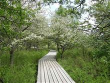 日光戦場ヶ原にズミの花を見に行きたかった