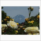 バラと富士山