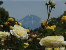バラと富士山