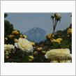 バラと富士山