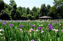 桜三月菖蒲は五月！染谷花しょうぶ園