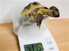 2015.6.3　カズコの身体測定