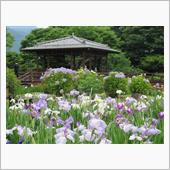 佐賀大和✾花しょうぶ園☆彡