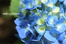 take a picture…紫陽花