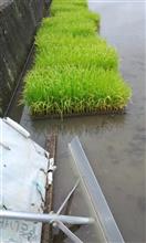田植え