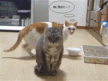 トラネコ氏皮膚病で通院すると雨の日の（試）運転
