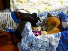 愛犬ルルが亡くなって三年になりました（記録用）