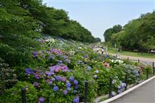 紫陽花