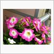 ベランダに花木を追加！