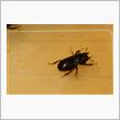 久々の？　クワガタ。　♀は珍しいのだ。　