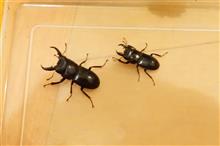 ２匹　追加　と　お手紙（照笑　