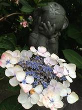 紫陽花寺？久留米