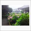梅雨の風情(^^)