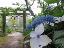 武雄北方✾大聖寺あじさい祭り☆彡 武雄北方✾大聖寺あじさい祭り☆彡