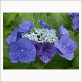 Hydrangea macr ...
