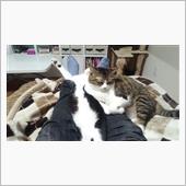 キジ白にゃんこ　経過報告しょ ...