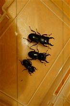 久々に３匹　捕獲。　