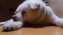 息抜きを……