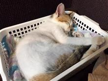 はじめまして！