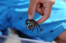 お天気が良いので、葛西でカニ釣り☆