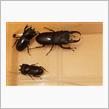 今日は３匹　確保。　でも　まさか♀が２匹　とは・・・・・・・・　