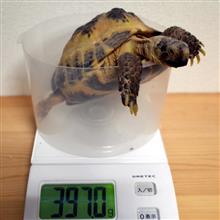2015.7.2　カズコの身体測定