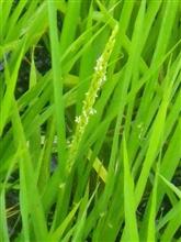 「早すぎるだろｗｗ］な　稲の花［開花宣言］