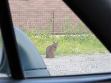 今日から７月だニャ