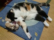 合間の小ネタ(*^▽^*)