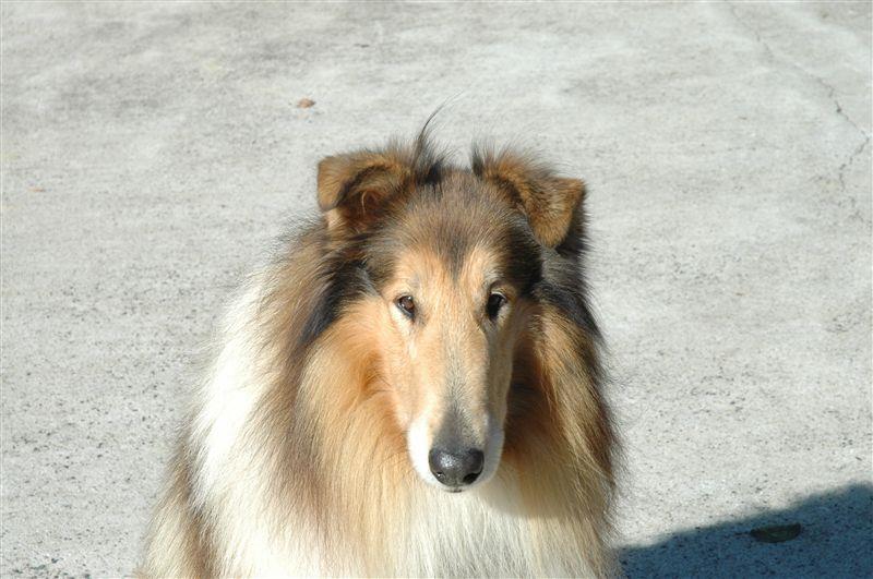 コリー犬のボビー冥す 爽やか侍のブログ 悟りのスロッター みんカラ