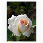  銀の薔薇　と　金の薔薇 