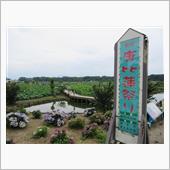 唐比ハス園✾唐比蓮祭り☆彡