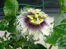 情熱の花！