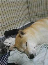 とっても眠いんだって