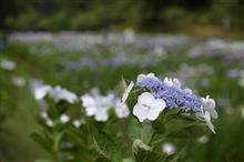 梅雨らしく