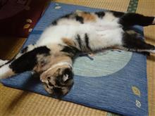 合間の小ネタ２(#^.^#)v