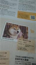 今日の華ちゃんVOL281 デビューだワンU^ェ^U♪