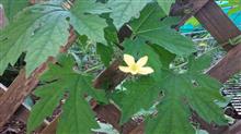 ゴーヤの花♪ ゴーヤの花♪