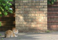 ネコな日曜日…